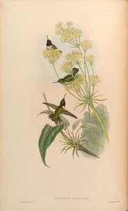 Trochilus alexandri = Archilochus alexandri de John Gould